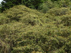 Croton magdalenensis