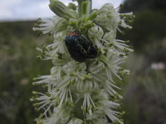 Leucocelis