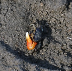 Tubuca coarctata