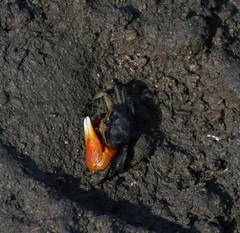 Tubuca coarctata