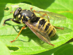 Temnostoma excentrica