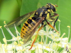 Temnostoma alternans