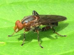 Hammerschmidtia rufa