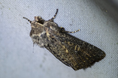 Dasygaster padockina