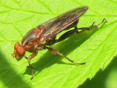 Hammerschmidtia rufa