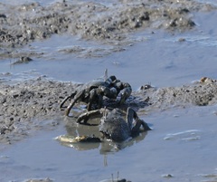 Venitus latreillei