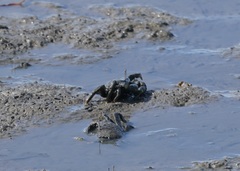 Venitus latreillei
