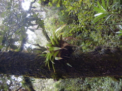 Tillandsia prodigiosa