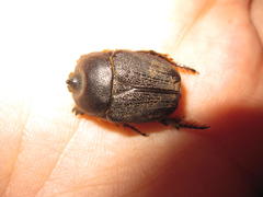 Rhinocoeta cornuta