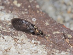 Sympherobius occidentalis