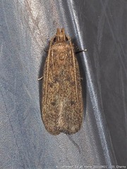 Glyphidocera juniperella