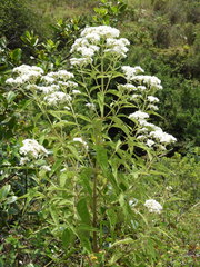 Austroeupatorium