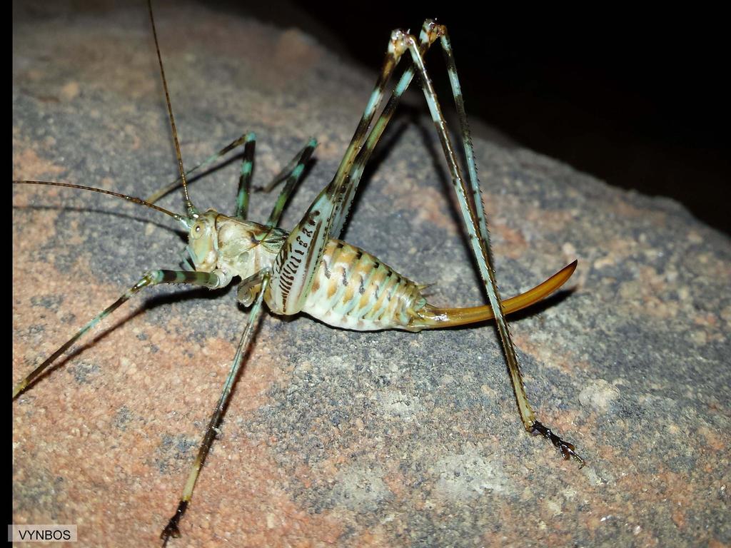 Katydids (Family Tettigoniidae) · iNaturalist
