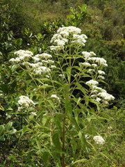 Austroeupatorium