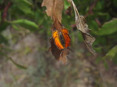 Chrysoritis chrysaor