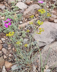 Bupleurum bicaule