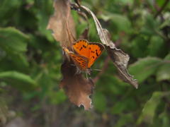 Chrysoritis chrysaor