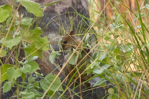 Wilkins's Rock Wallaby