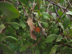 Chrysoritis chrysaor