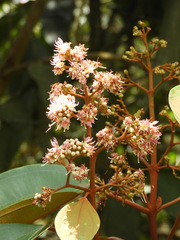 Miconia caudata