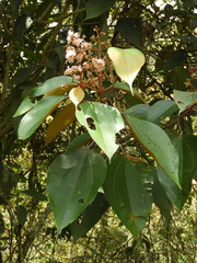 Miconia caudata