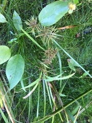 Cyperus engelmannii