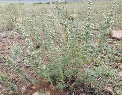 Artemisia obtusiloba