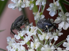 Odontocorynus salebrosus