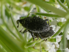 Odontocorynus salebrosus