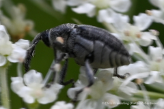 Odontocorynus salebrosus