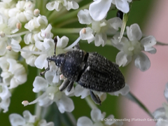 Odontocorynus salebrosus