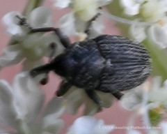 Odontocorynus salebrosus