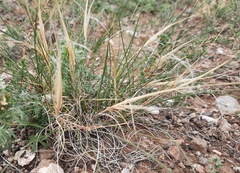 Stipa glareosa