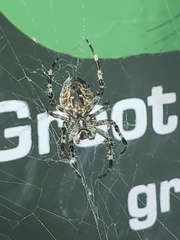 Araneus diadematus
