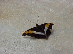 Doxocopa laure laure