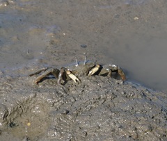 Macrophthalmus