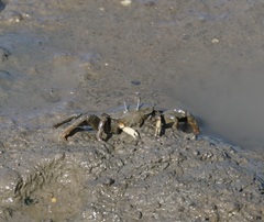 Macrophthalmus