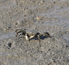 Macrophthalmus