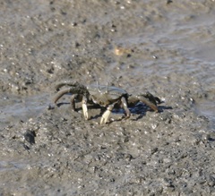 Macrophthalmus