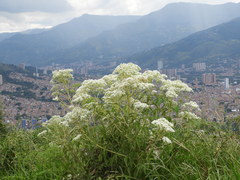Austroeupatorium inulifolium