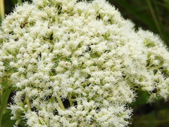 Austroeupatorium inulifolium
