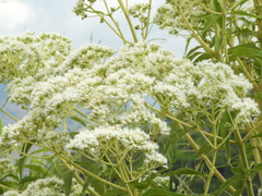 Austroeupatorium inulifolium
