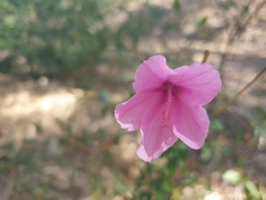 Hibiscus geranioides