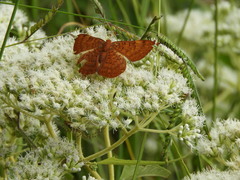 Emesis mandana