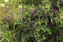 Vicia eriocarpa