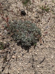 Eriogonum wrightii oresbium