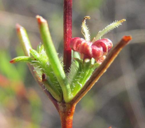 Anthospermum bicorne