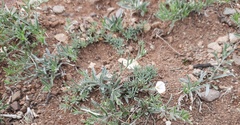 Convolvulus ammannii