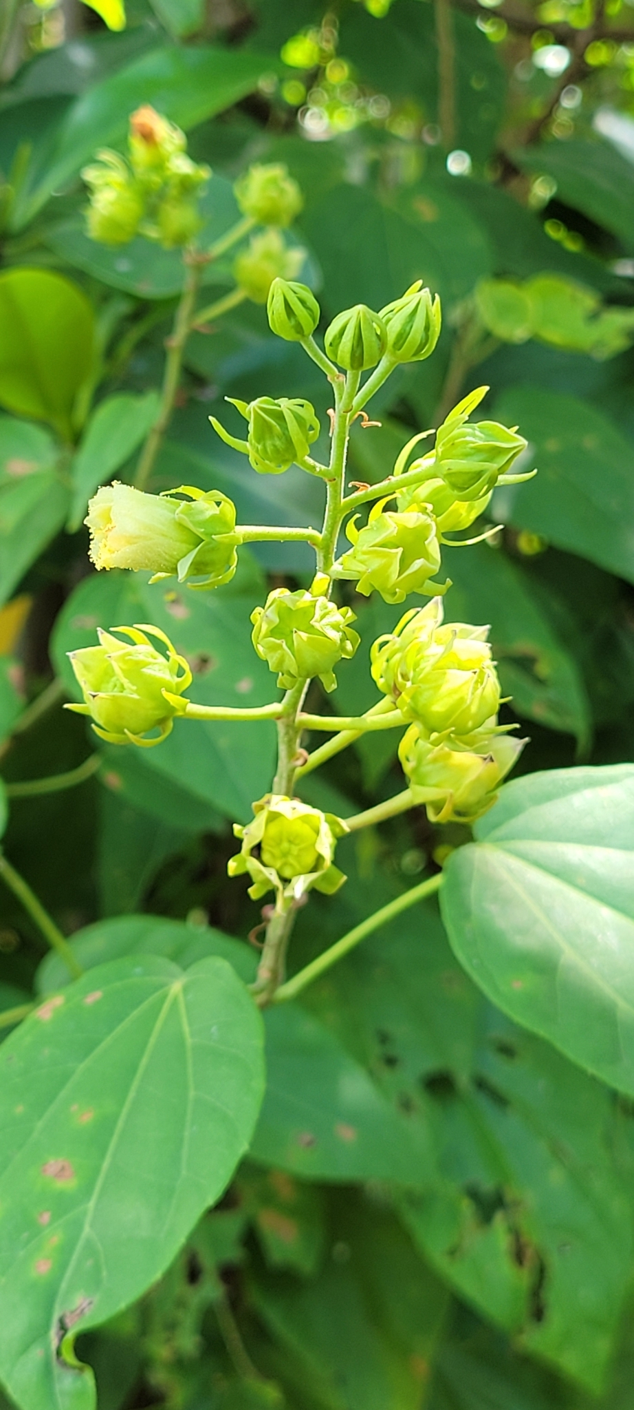 Pavonia paludicola