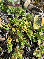 Dodonaea procumbens